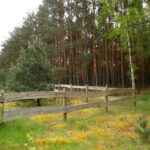 Działka w lesie w Wielkopolsce. Pąchy (gmina Miedzichowo) działki na sprzedaż