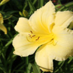 Liliowiec żółty to kwiat na słoneczne stanowisko do ogrodu
