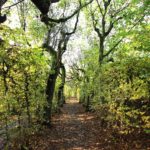 Park w Rogalinie - labirynt z krzewów