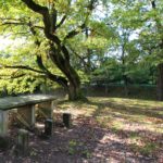 Park w Rogalinie - labirynt z drzew i krzewów