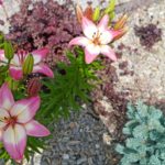 Lilia orientalna różowa to łatwy w uprawie kwiat do ogrodu na słońce