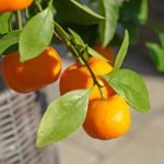 Uprawa drzewka mandarynkowego lub drzewka pomarańczowego wymaga wprawy. Zobacz aranżację tarasu w stylu śródziemnomorskim