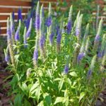 Przetacznik kłosowy to łatwa w uprawie roślina na słońce. Rośliny do małego ogrodu w fioletowym kolorze.
